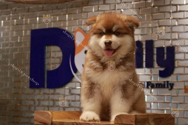 Dogily Petshop