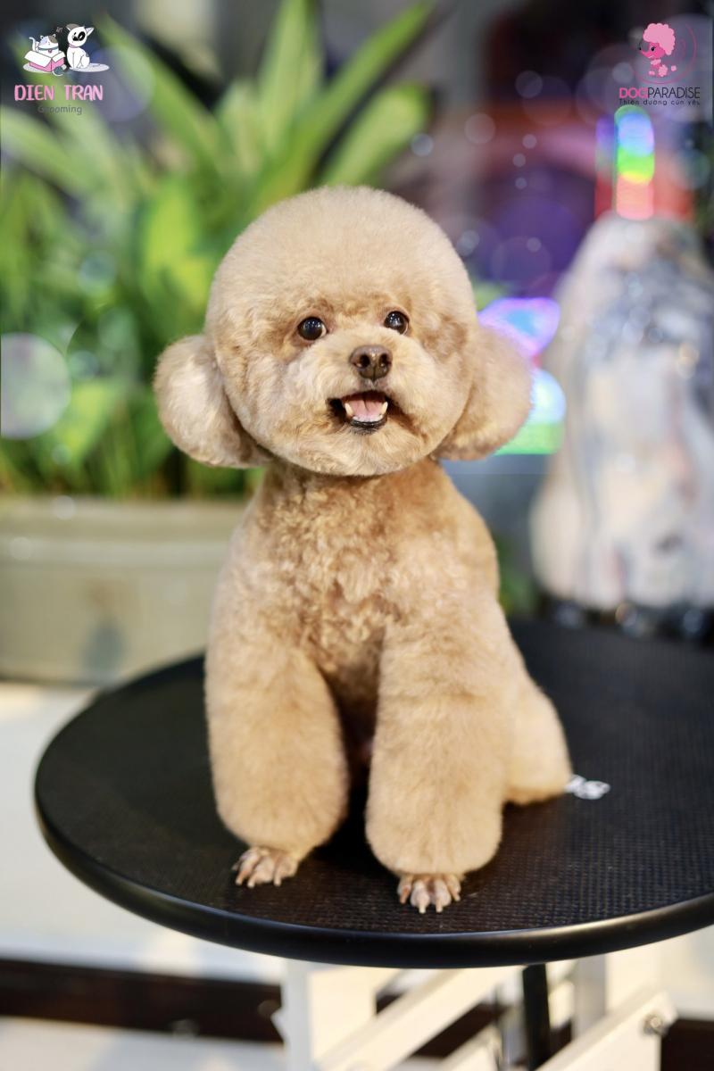 DogParadise.vn