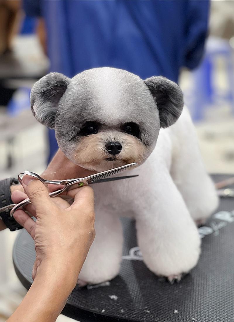 DogParadise.vn