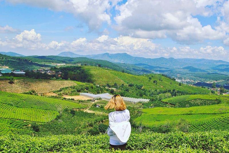 Đồi Chè Cầu Đất