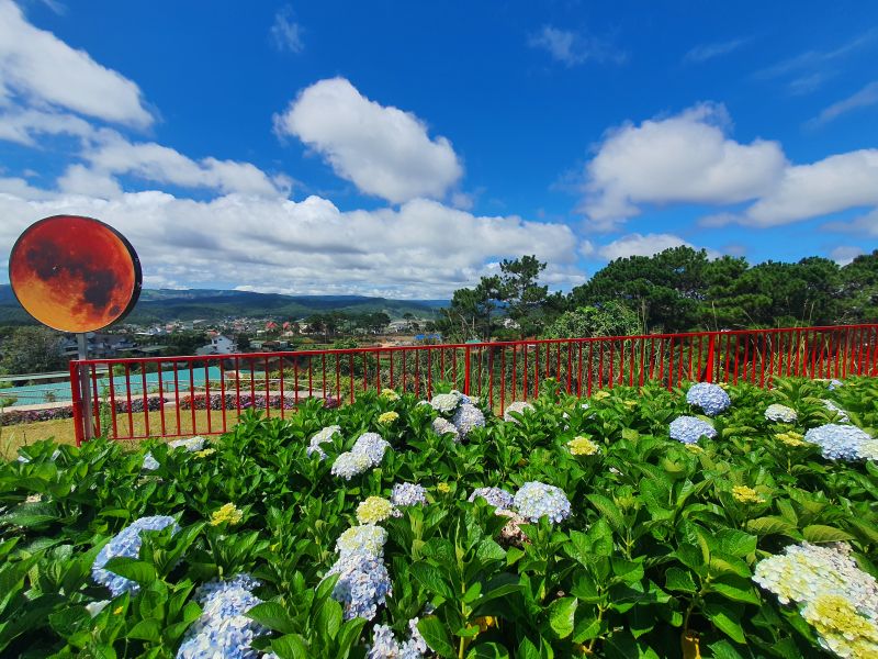 Sắc hoa Đà Lạt