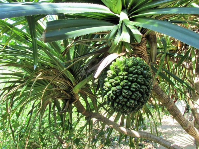 Dứa dại