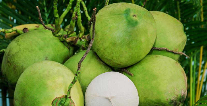 Cocolike là địa chỉ bán sỉ dừa xiêm uy tín