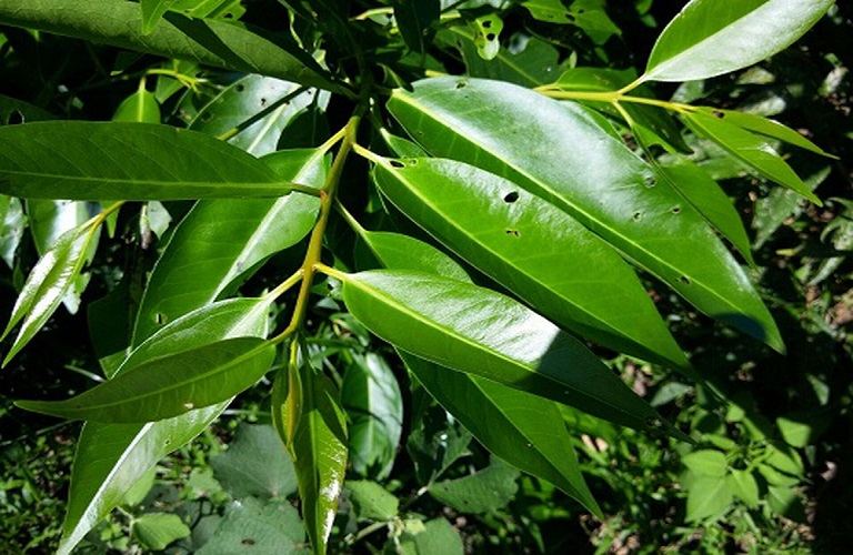 Bài thuốc trị bệnh gút bằng lá vối