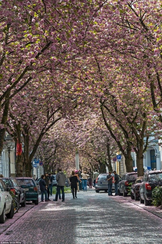 Đường cây anh đào, Bonn, Đức