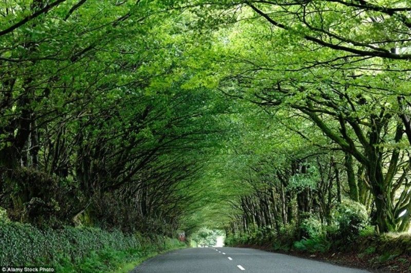 Đường ở Milton Abbot, Devon, Anh