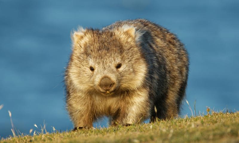 Gấu túi mũi trần - Wombats﻿
