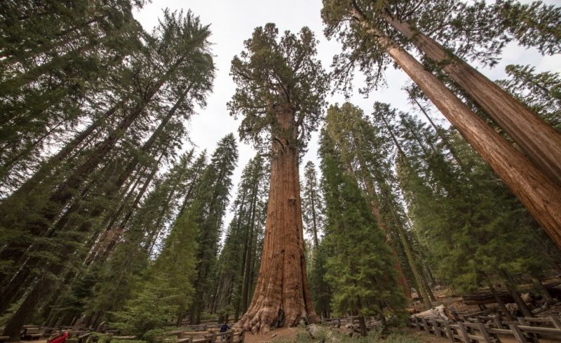 General Sherman - California, Mỹ