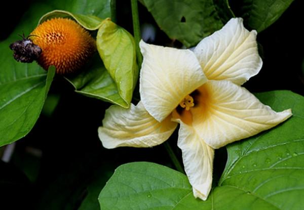 Hoa gấc