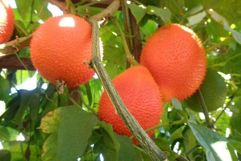 Gấc chín