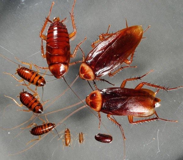 Vòng đời của loài Gián.