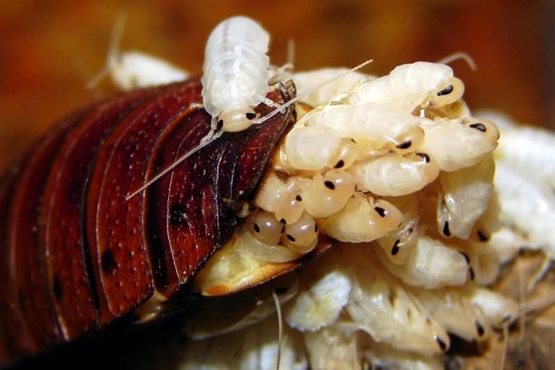 Gián gió Madagascar và đàn con.