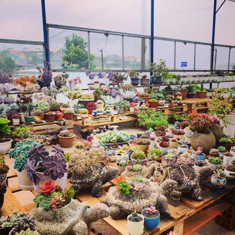 Green Floor - Cây cảnh mini