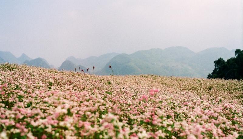 Cánh đồng hoa Tam giác mạch đẹp nao lòng