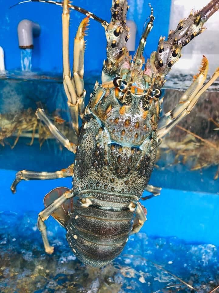 Hải Sản Tươi Sống Thủ Dầu Một