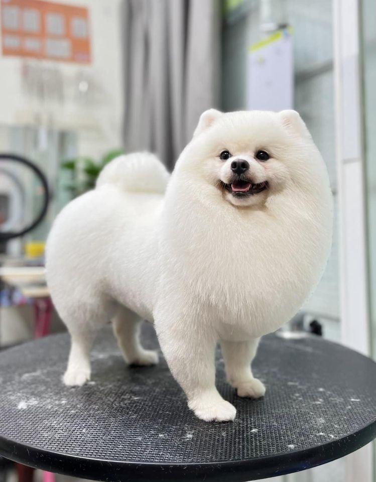 Happy Pet - Thế Giới Thú Cưng