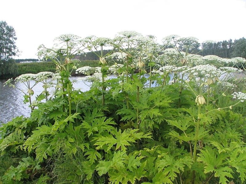 Heracleum mantegazzianum còn có tên gọi khác là ngò tây khổng lồ