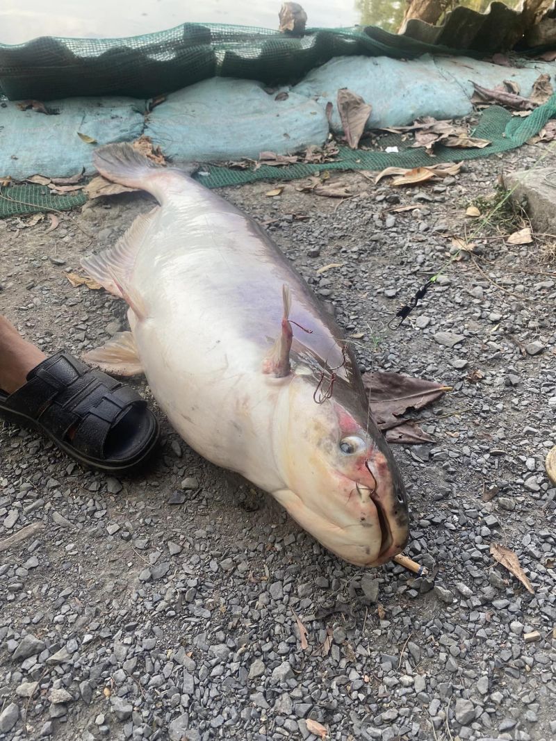 Hồ câu cá Phúc Ân