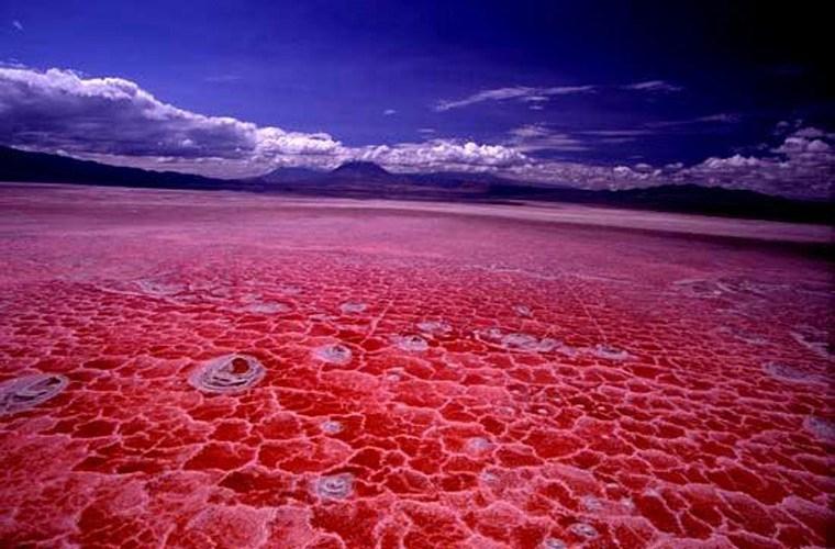 Hồ Natron ở Tanzania còn được biết đến là hồ tử thần, có khả năng biến mọi sinh vật thành xác sống