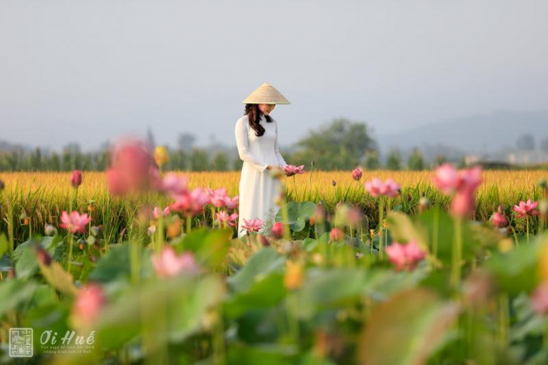 Hồ sen làng La Chữ (Thừa Thiên - Huế)