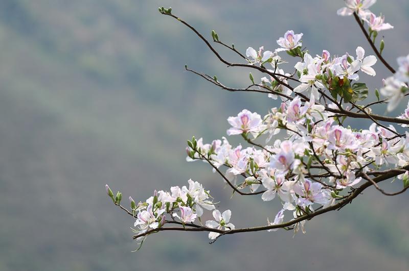 Hoa ban Tây Bắc