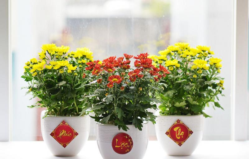 Trên khắp mọi miền Tổ quốc thì cúc là loại hoa chơi Tết quen thuộc hơn cả.
