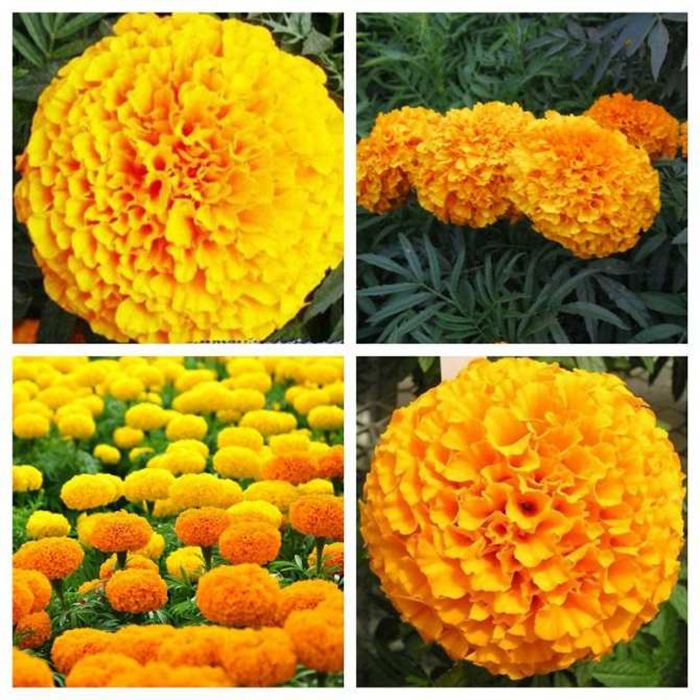 Hoa cúc vạn thọ