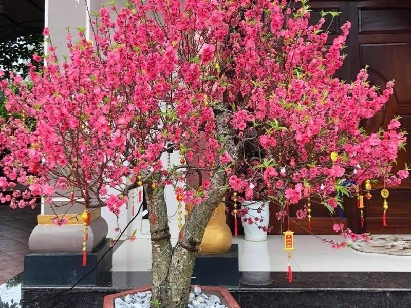 Hoa đào biểu trưng cho sự sinh sôi, nảy nở