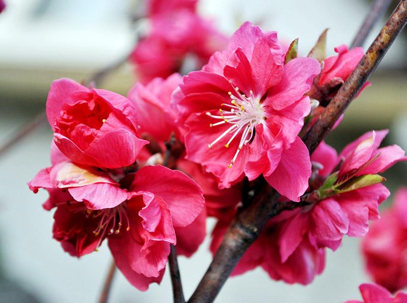 Hoa đào