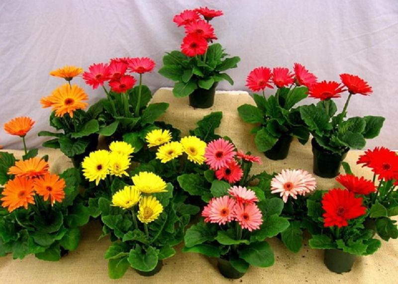 Hoa đồng tiền được ví như cây kim tiền tài lộc