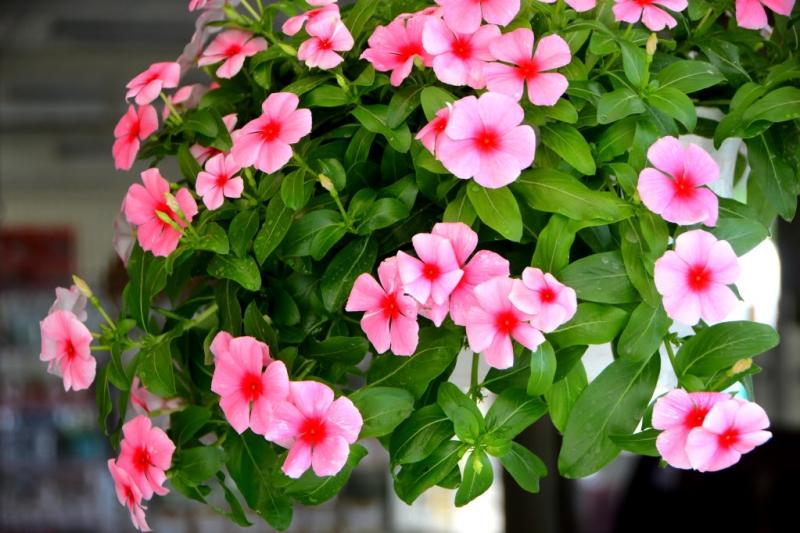 Hoa dừa cạn