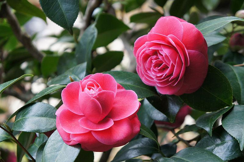 Hoa hải đường là loài hoa tượng trưng cho mùa xuân.