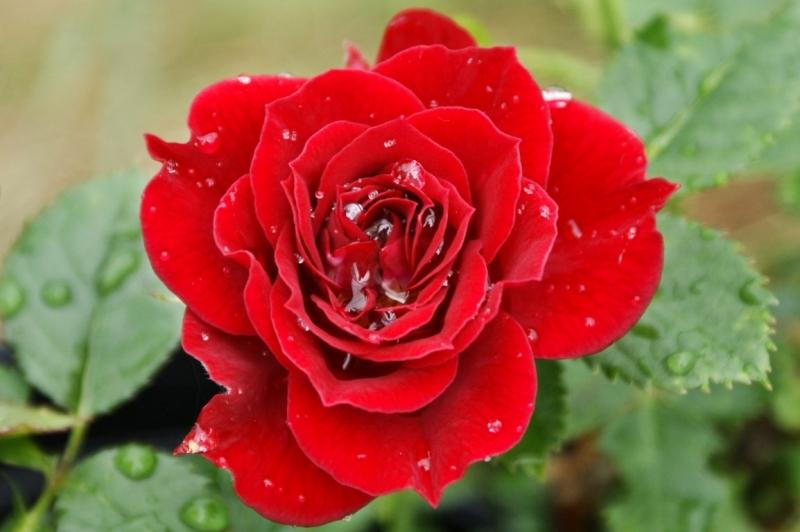 Hoa hồng tượng trưng cho tình yêu