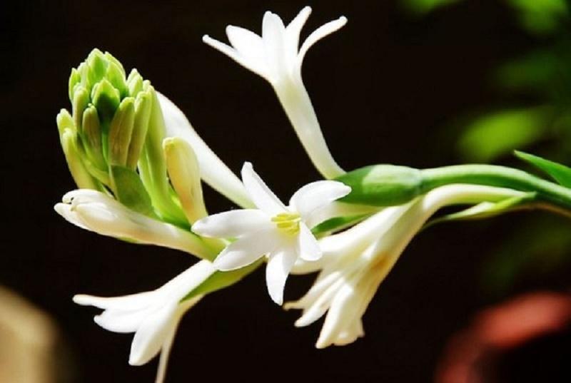 Hoa huệ mang mùi thơm ngào ngạt