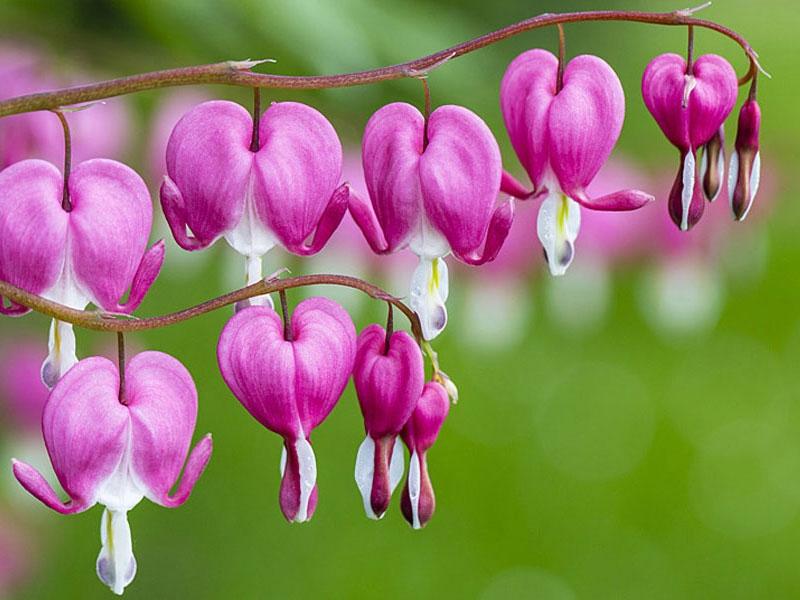 Huyết tâm với hình dáng đặc biệt
