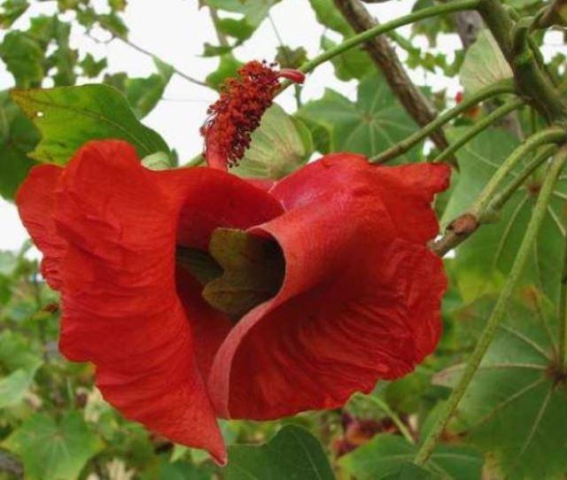 Hoa Koki'o