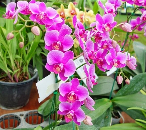Hoa phong lan