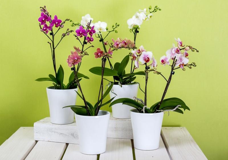 Hoa Lan - tượng trưng cho sự quyền quý và sang trọng.