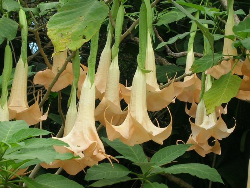 Hoa loa kèn (kèn của thiên thần, hơi thở của quỷ)