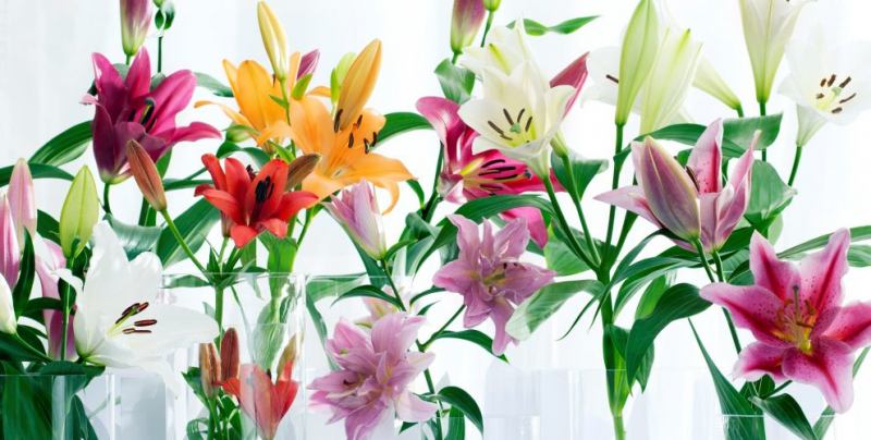 Bài văn thuyết minh về hoa ly số 4