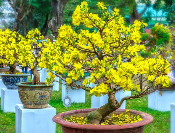 Dân gian còn cho rằng nếu hoa mai nở càng nhiều cánh thì tài lộc sẽ càng nhiều