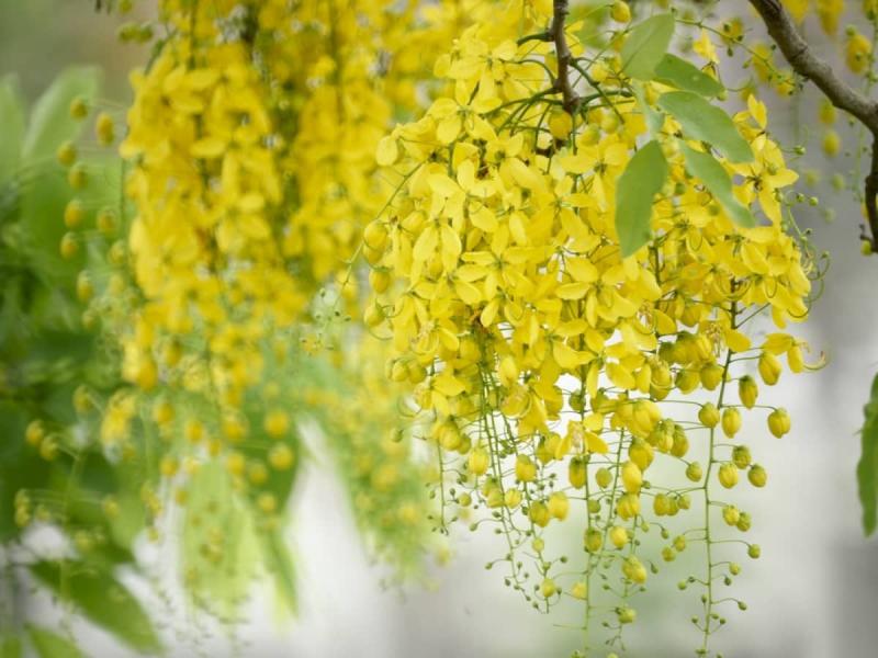 HOA MUỒNG HOÀNG YẾN - THÁI LAN
