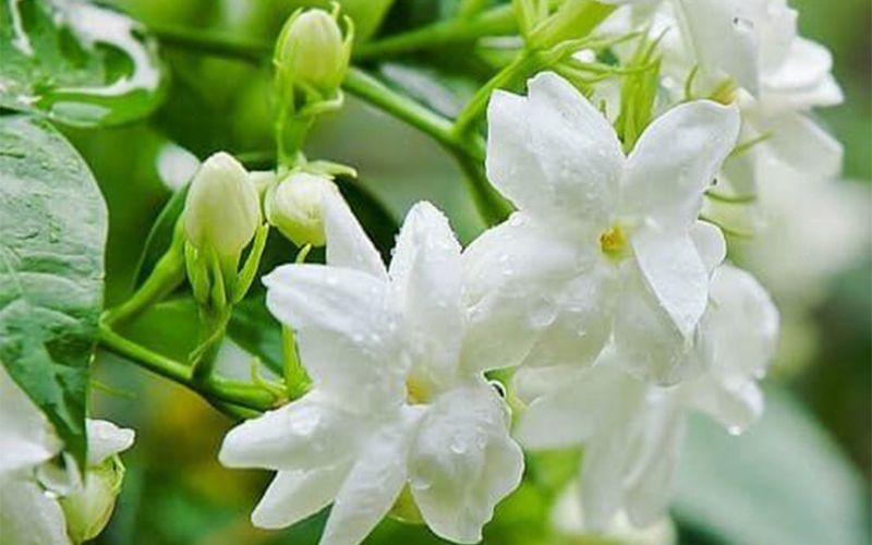 Hoa nhài bên phố nhỏ