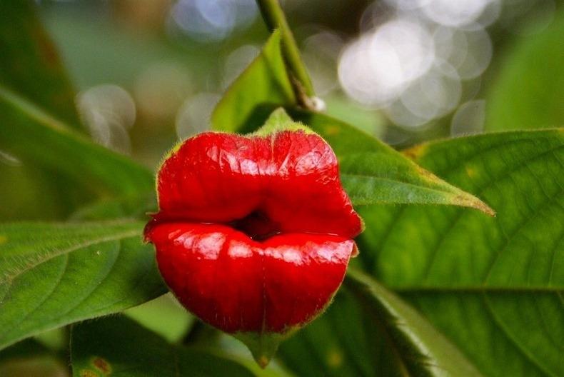 Hình dạng liên tưởng của loài hoa đặc biệt này