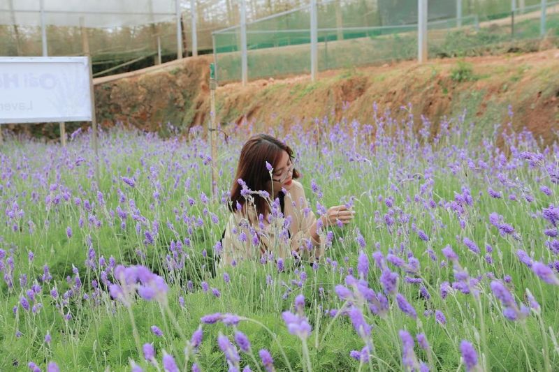 Đà Lạt là một trong số rất ít những địa điểm của Việt Nam có thể trồng được loài hoa này