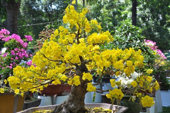 Mai vàng tượng trưng cho sự thịnh vượng, phát triển