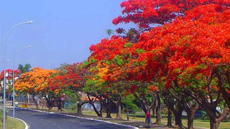 Hoa phượng đỏ