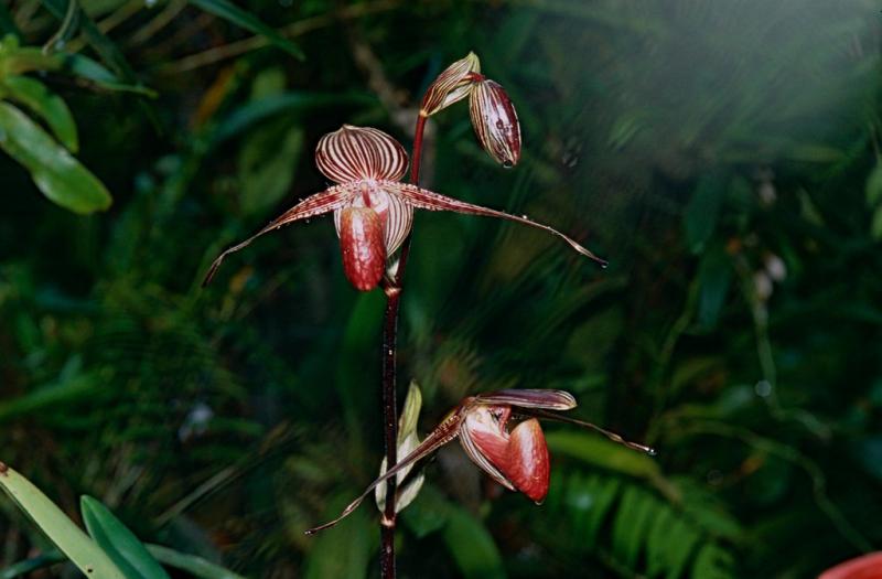 Rothschild’s Slipper Orchid
