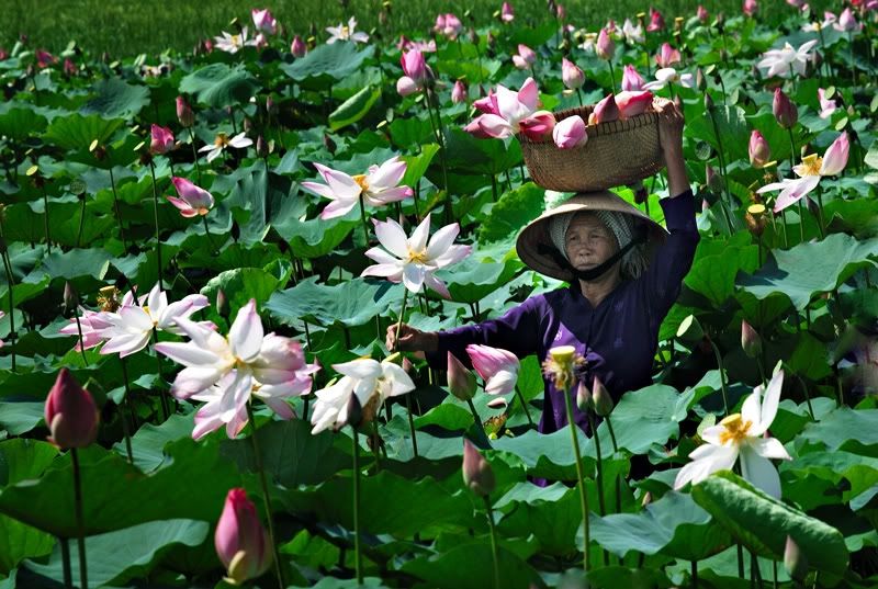 Sen xuất hiện ở khắp nơi tại Đồng Tháp
