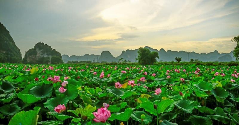 Những ao sen cũng bắt đầu hé nụ, chờ đến ngày nở hoa